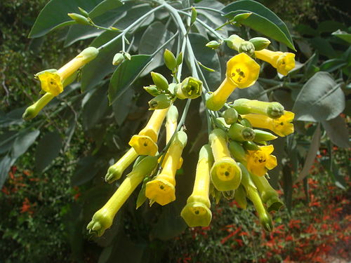 Nicotiana glauca